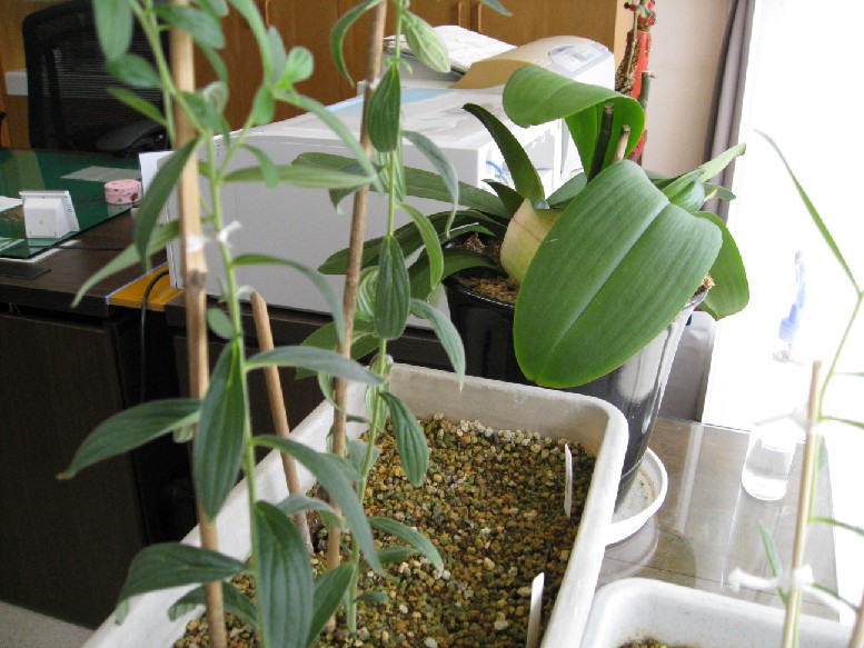 画像の説明 画像の説明